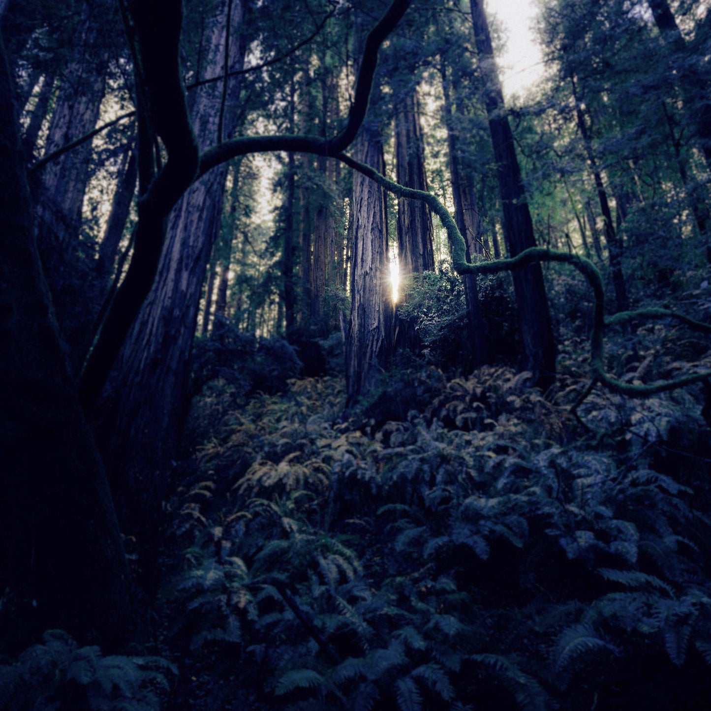 Forest of Fae 6oz Candle
