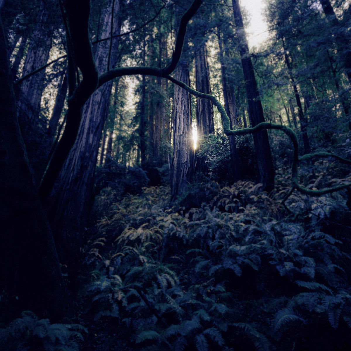 Forest of Fae 6oz Candle