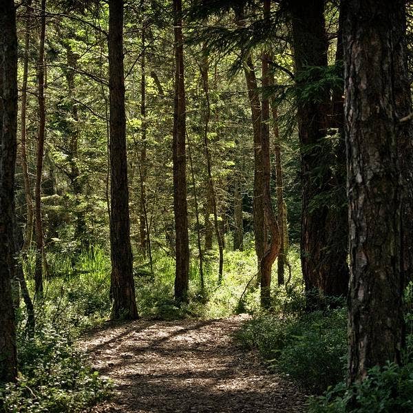 A Walk in the Woods 6oz Candle